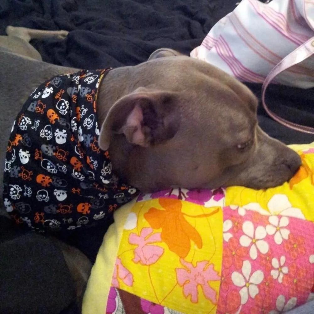 Petco Medium Large Black Orange White Skulls Halloween Dog Scarf Bandana